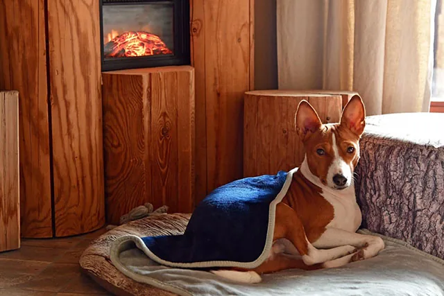 Hond bij de kachel