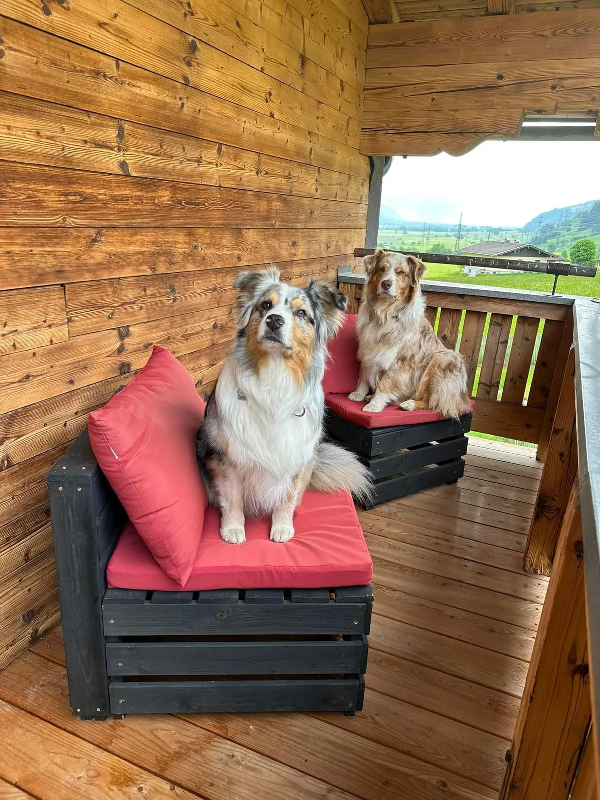 Twee honden op het balkon